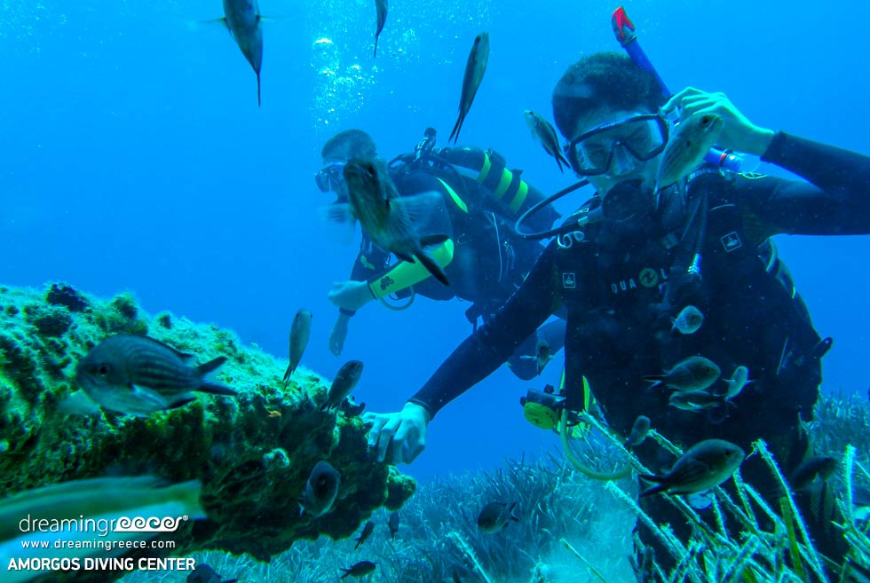 Amorgos Diving Center. Padi diving courses Greece