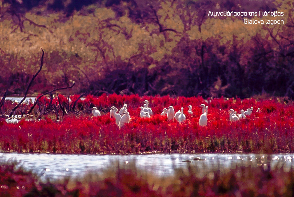 Costa Navarino. Gialova lagoon in messinia Greece. Migrating birds. Discover Greece