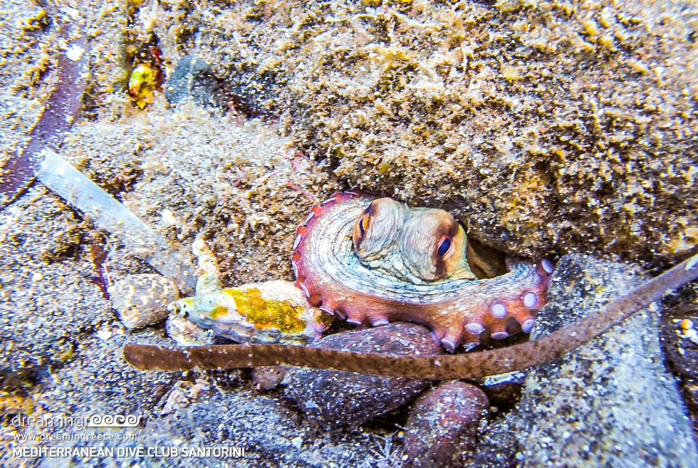 Octopus Scuba diving in Santorini island Greece 