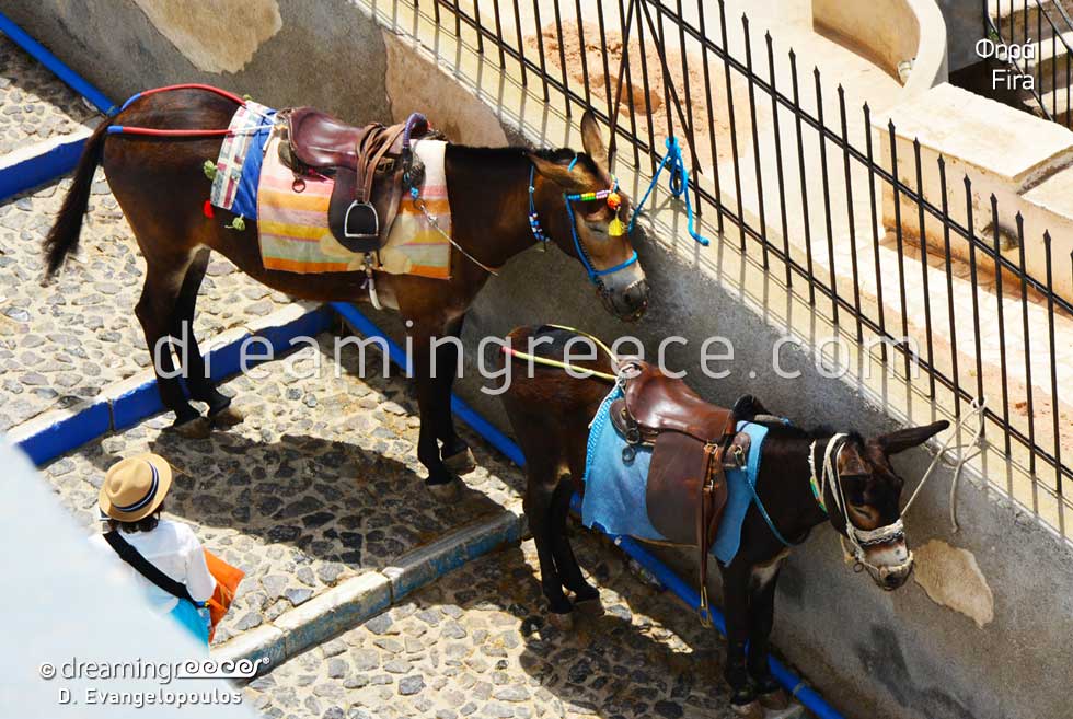 Donkeys in Fira Santorini. Explore Greece